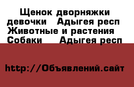 Щенок дворняжки девочки - Адыгея респ. Животные и растения » Собаки   . Адыгея респ.